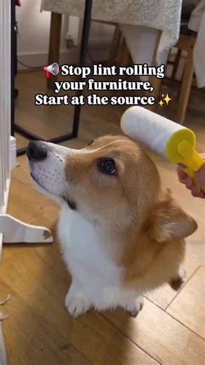 Adorable Corgi Puppies Playing and Having Fun