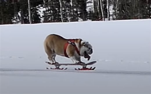 VIDEO: English Bulldog Snowboards Down Utah Ski Resort