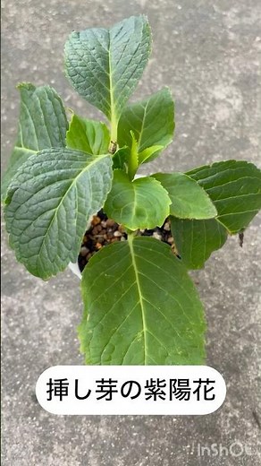 【挿し芽の紫陽花】挿し芽した紫陽花を植え替えます♪根っこ沢山出てます🌿