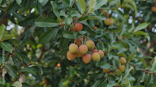 A close-up view of a lychee tree with ripe fruit hanging from its branches in a lush green environment.