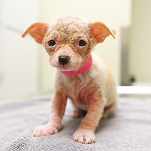 713K views · 10K reactions | Watch this mini 'alien' turn into a furry, feisty dog! | The Dodo | Facebook