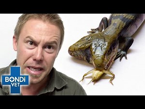 Can Both Heads Eat? Rare Two-Headed Lizard Shocks Vets | Bondi Vet Clips | Bondi Vet