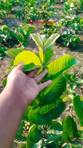 red diamond guava plants avelable (1st video)all fruits plant available contact us 70636473#farming