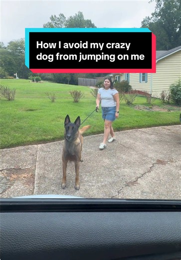 How to Stop a Dog From Jumping When You Come Home