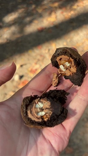 Black walnut finding, cracking, and eating #foraging #nativeplants