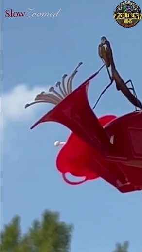 Praying Mantis vs Hummingbird