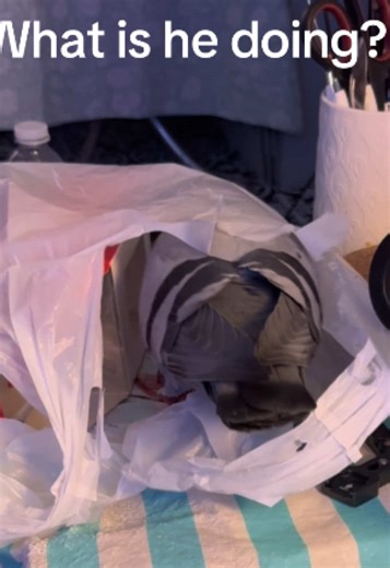 Beebee the Silly Pigeon Doing Funny Tricks