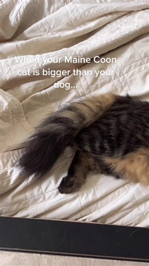 Maine Coon Cat vs Dog: Best Friends Size Comparison