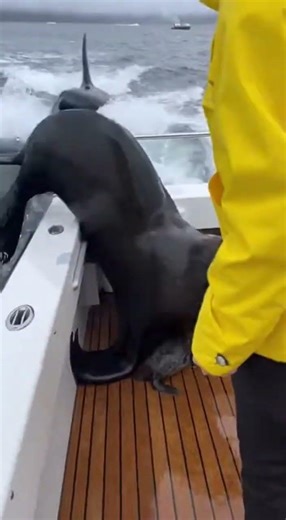 Sea Lion Risks Everything to Protect the Pup!