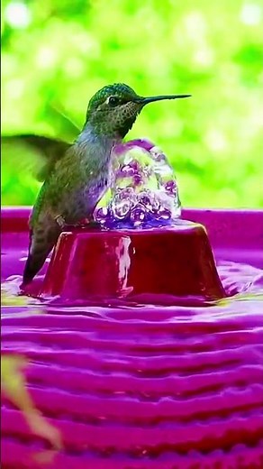 The Incredible Hummingbird in Slow Motion | Nature’s Tiny Miracle