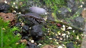 4k videos of moss, miniature dolls, and sometimes Porcellio scabe