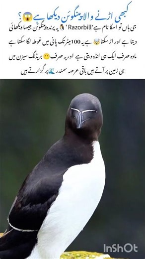 Razorbill The Penguin-Like Bird that can Fly #razorbill #naturefacts #nature #wildlife #shortvideo