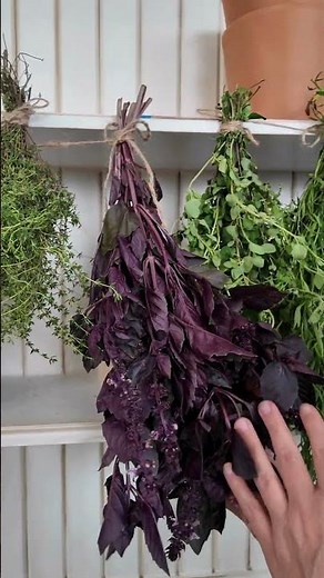 How to Use and Preserve Opal Basil