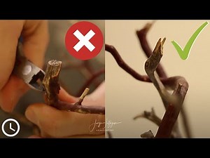 My #1 PRO TIP for DRIFTWOOD in AQUARIUM