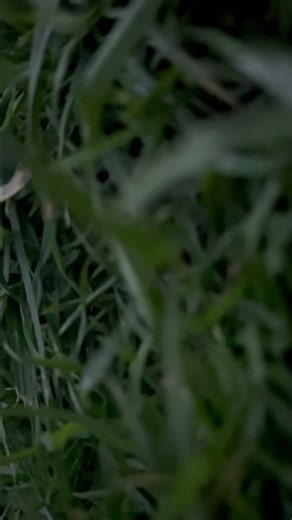 I bet this vid won’t get the same amount of likes than comments