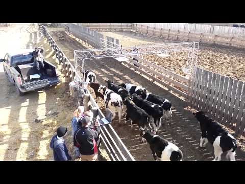 SAIT RADLab: Livestock tracking project