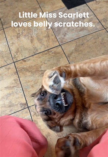 Little Miss Scarlett! German Shepard’s are the best. She is such a good girl but she has silly moments. #scarlettthegermanshepard @Scarlett! #andstuffofthatnature #fyp