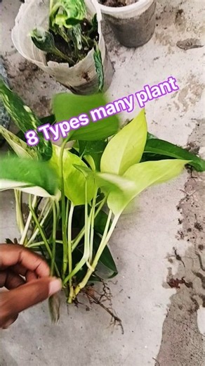 8 Types many plant
