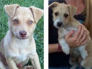 Dogs of the Week: Tom and Jerry