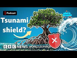Mangroves: Natural defence against climate change? - What in the World podcast, BBC World Service
