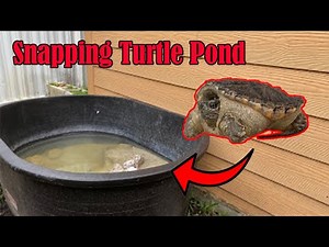 Setting Up a SNAPPING TURTLE pond