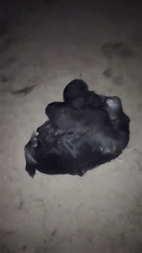 simon home dog #sad #funny