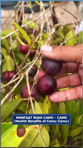 Little-Known Health Benefits of Camu Camu!