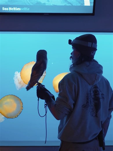 It’s Where’s Winston Wednesday! 🦉🪼 Keeper Tyler has been working closely with Winston, our ambassador barn owl, to gradually acclimate him to different areas of the Zoo. Exploring new environments, like the Aquarium, provides valuable enrichment opportunities that stimulate his senses and encourage natural curiosity. Winston especially enjoyed observing the sharks and moon jellies, making it both a productive training session and an engaging experience for this wise ambassador. #barnowl #aquar