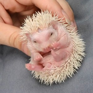baby Hedgehog 😍. Awesome Photograhy Rate 1-10 as a hedgehog lover #hedgehog | The Daily Hedgehog Show