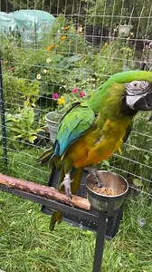 Macaw Feathers - Etsy