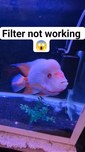 Reddevil tank filter stop working 😱 #filter #aquarium #shortsviral #viralvideo #ytshorts #shorts