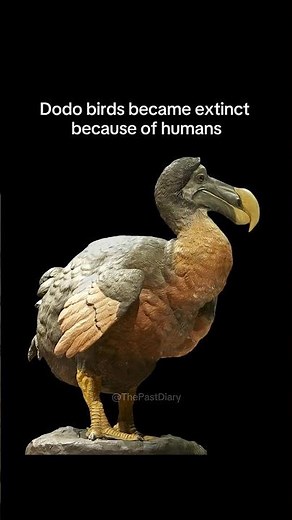 Dodo Birds and the Truth Behind Their Extinction #dodobird #animalextinction #historyfacts #wildlife