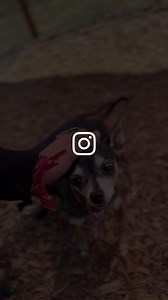 Introducing our newest batch of senior chis 🤗 This adorable group were owner surrenders. As far as we were told, their previous family attempted to take them to a shelter, but the shelter only offered to take one of them at a time, and let the family know that they would be euthanized in a specified amount of days if nobody came forward to adopt them 😣 Thankfully their family did not agree to that, and were able to hang on to them until we were called in to offer some help. ❤️ We're very grate