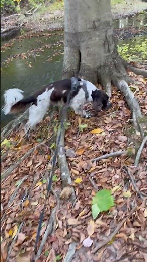 A walk in the fall woods #dog #puppy