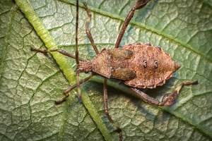 9 Plants That Repel Pesky Squash Bugs