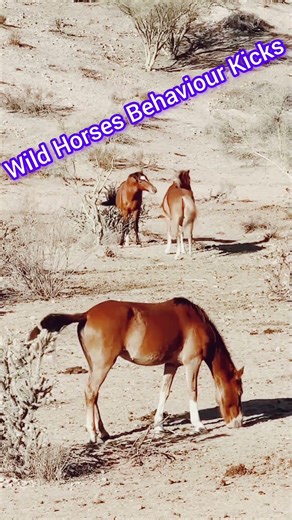 Wild Horses Behaviour Kicks #trending #foryou #short #foryoupage #viral #trending #viralvideo