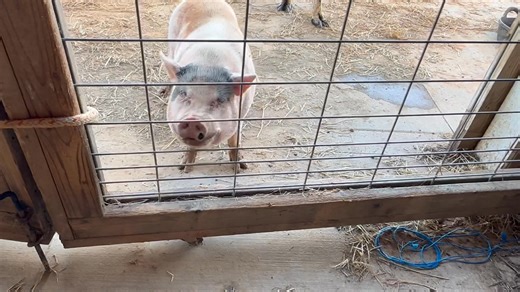 It is really muddy just outside of the stall that Willy shares with Polly and Scarlet so when it is watermelon time, he stands at the end of the barn and demands to be let in to walk through the dry middle aisle of the barn to his stall, rather than trudging through the mud on the outside of the barn to get there. When he has to wait for me, he gets increasingly excited. And, for the record, he is very well behaved and trots right to his stall door every time. When you are the mayor, you need to