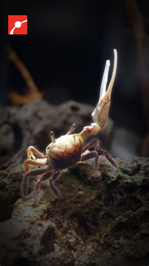 What’s the purpose of the Atlantic Sand Fiddler Crab’s giant claw? Museum Keeper Jason explains that for male fiddler crabs, the oversized claw makes up over half their body weight and works as a weapon, a warning, and most importantly a billboard for romance. Standing in front of his burrow, he waves it back and forth to attract a female. If he loses it, he can grow a new one after several molts. It’s usually weaker, but since showing off matters more than strength, he manages just fine. #Zoo #