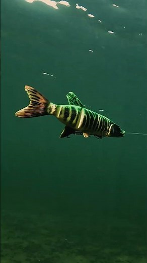 Hey… size matters!! 🤣🔥 Featured: ‪@SavageGear‬ 19” 4D Line Thru Pike