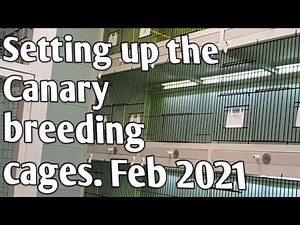 Setting up the Canary Breeding cages. Feb 2021
