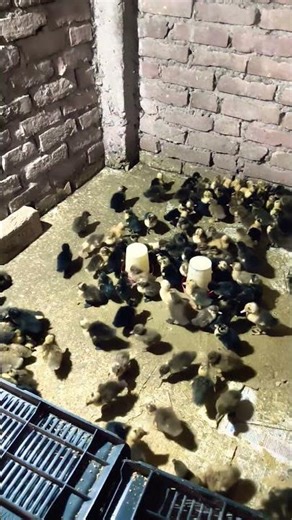 Bihar duck farming -8709823989#cowvideos