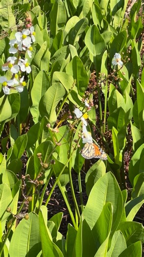 🦋 Meet the Monarch & Her Wetland Feast! 🌿 The Monarch Butterfly is one of the most recognizable butterflies in North America, known for her bold orange wings and long migrations. You can often spot her feeding on the nectar of Broadleaf Arrowhead blooms in sunny wetland areas. The Broadleaf Arrowhead (also called Duck Potato or Wapato) grows in shallow water and shows off large arrow-shaped leaves and white flowers. Its roots once served as an important food source for Native Americans! Togeth