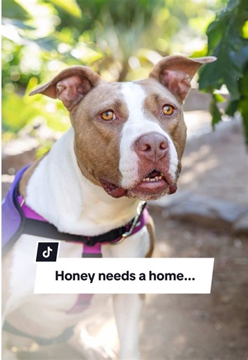 Adopt Honey - Sweet 4-Year-Old Dog at Front Street Shelter