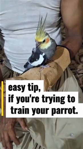 How to Train Your Parrot Easily | Quick tips and tricks #birds #parrot #shorts
