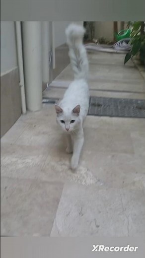 Casper eating | Meaoon | food