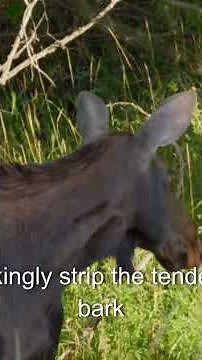 wildlife discovery of a moose, very good to eat learn how moose live in the environment#wildlife