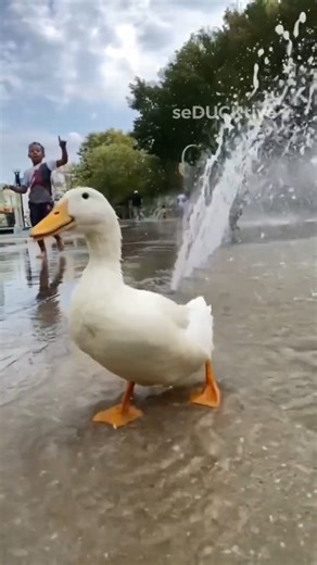 25K views · 1.6K reactions | My duck's day out at the splash park! 閭 #waterpark #duck #dayout #pet | seducktive | Facebook