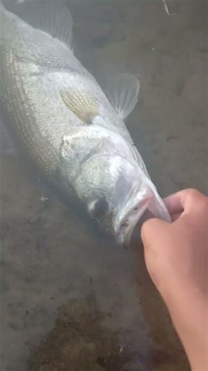 a nice big bass! #fishinglures #handmadelure #bass #spinnerbaits #spoonful #fishing #fish #fyp #fun