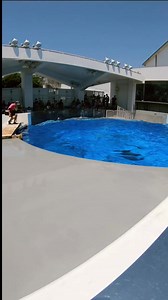 47K views · 2.3K reactions | Have you ever seen such an amazing dolphin?#Aquarium #dolphin #Dolphin show | Cute Dolphin lovers | Facebook