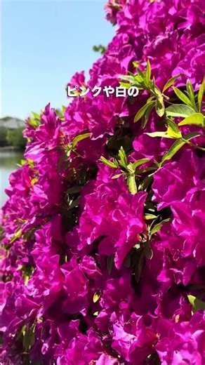 At Kyuka Park, built on the ruins of Kuwana Castle, vibrant red, pink, and white azaleas color th...